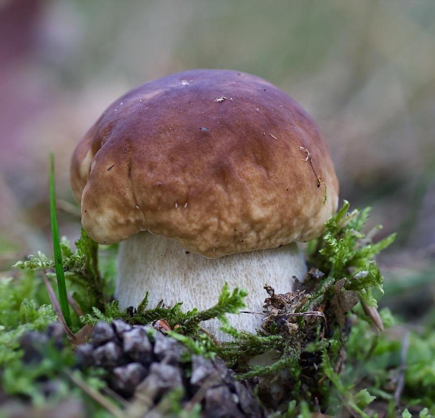 Foto per Autorizzazione per la raccolta dei funghi - Comune di Braies